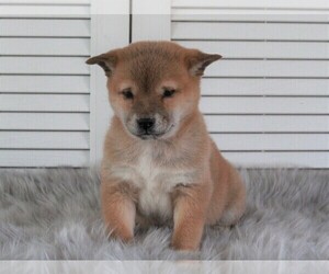 Shiba Inu Puppy for sale in FREDERICKSBURG, OH, USA