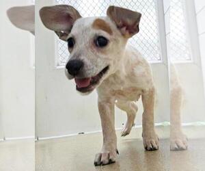 Winifred - Female Mutt Dog for Adoption