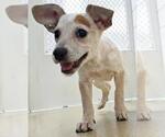 Winifred - Female Mutt Dog for Adoption - Small photo