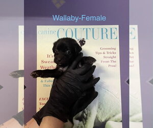 Wallaby - Female Shih Tzu-Unknown Mix Dog for Adoption - Photo #2