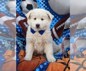 Alaskan Husky-Pomsky Mix Puppy for sale in QUARRYVILLE, PA, USA