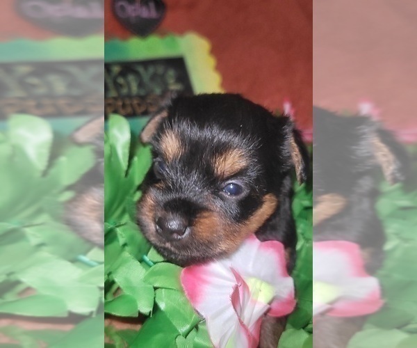Medium Photo #98 Yorkshire Terrier Puppy For Sale in AKRON, OH, USA