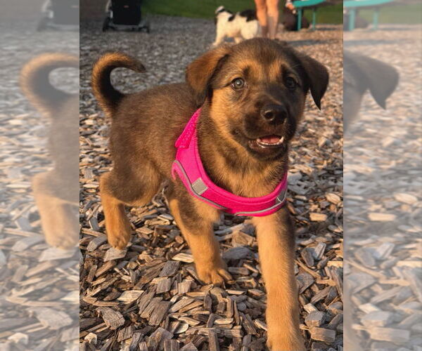 Medium Photo #3 Mutt Puppy For Sale in Minneapolis, MN, USA