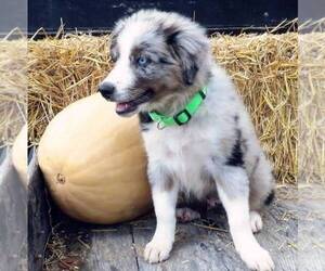 Australian Shepherd Puppy for sale in LINDEN, TN, USA