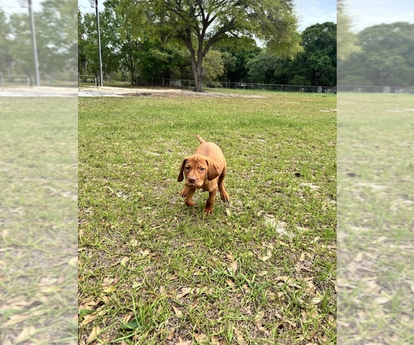Medium Photo #2 Vizsla Puppy For Sale in SCREVEN, GA, USA