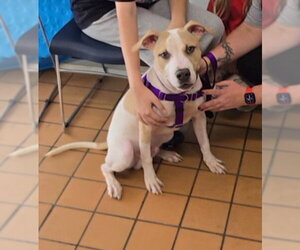 Mutt Dogs for adoption in Crete, IL, USA