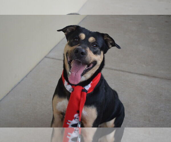 Medium Photo #2 Rottweiler-Unknown Mix Puppy For Sale in McKinney, TX, USA