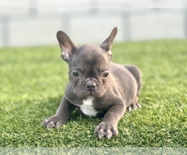 Medium Photo #13 French Bulldog Puppy For Sale in LOUISVILLE, KY, USA