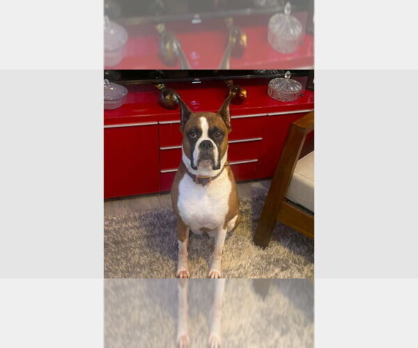 Medium Photo #1 Boxer Puppy For Sale in Austin, TX, USA