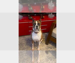 Boxer Dogs for adoption in Austin, TX, USA