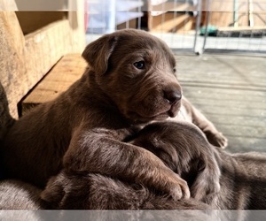 Labrador Retriever Litter for sale in CLINTON, SC, USA