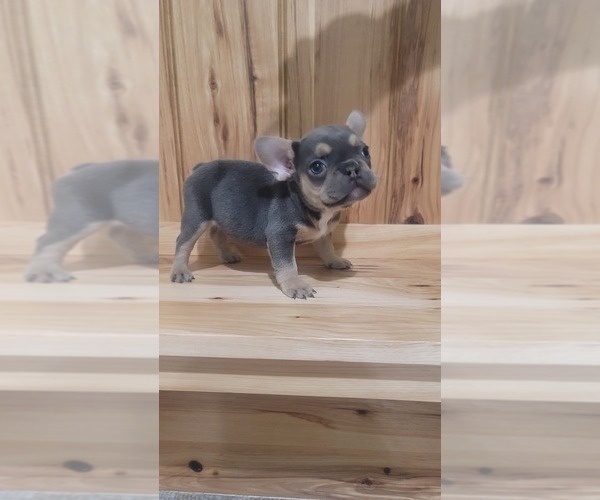 Medium Photo #4 French Bulldog Puppy For Sale in INDIANAPOLIS, IN, USA
