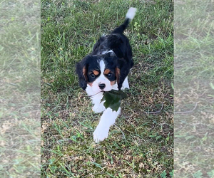 Cavalier King Charles Spaniel Puppy for sale in NILES, MI, USA