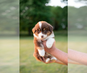 Australian Shepherd Puppy for sale in LA RUE, OH, USA