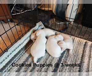Chihuahua Puppy for Sale in BELLE FOURCHE, South Dakota USA