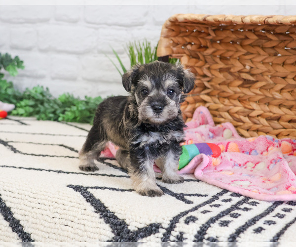 Medium Photo #5 Schnauzer (Miniature) Puppy For Sale in SYRACUSE, IN, USA