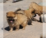 Small Photo #3 Pomeranian Puppy For Sale in ELMHURST, IL, USA