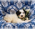Small Photo #4 Bernedoodle (Miniature) Puppy For Sale in GLEN ROCK, PA, USA
