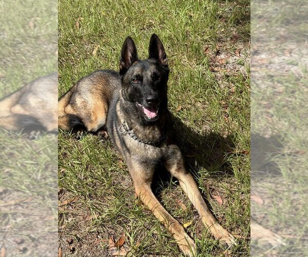 Medium Photo #3 Dutch Shepherd -German Shepherd Dog Mix Puppy For Sale in Imlay City, MI, USA