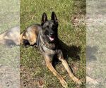 Small #2 Dutch Shepherd -German Shepherd Dog Mix