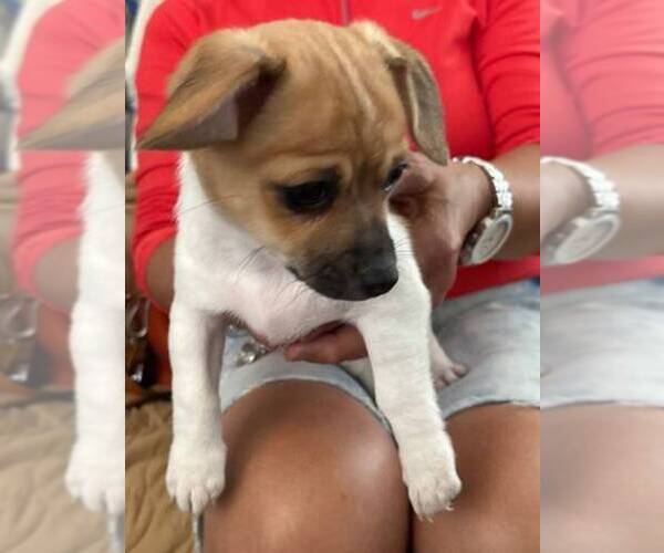Medium Photo #2 Chiweenie Puppy For Sale in LA PINE, OR, USA