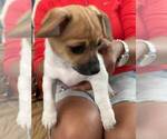 Small #1 Chiweenie