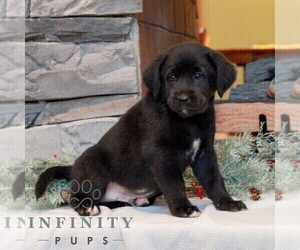 Bernedoodle (Miniature)-Labrador Retriever Mix Puppy for sale in LEBANON, PA, USA