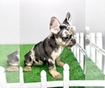 Small Photo #25 French Bulldog Puppy For Sale in MILWAUKEE, WI, USA