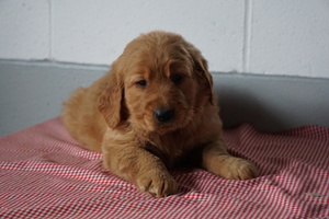 Golden Retriever Puppy for sale in FREDERICKSBURG, OH, USA