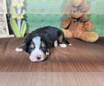 Small #2 Bernese Mountain Dog