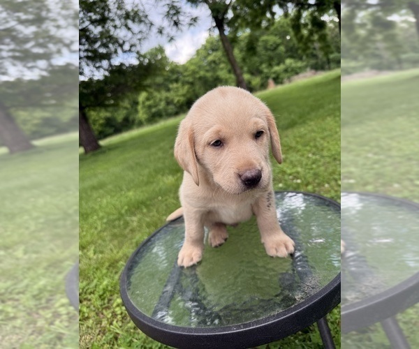 Medium Photo #6 Labrador Retriever Puppy For Sale in ROGERSVILLE, MO, USA