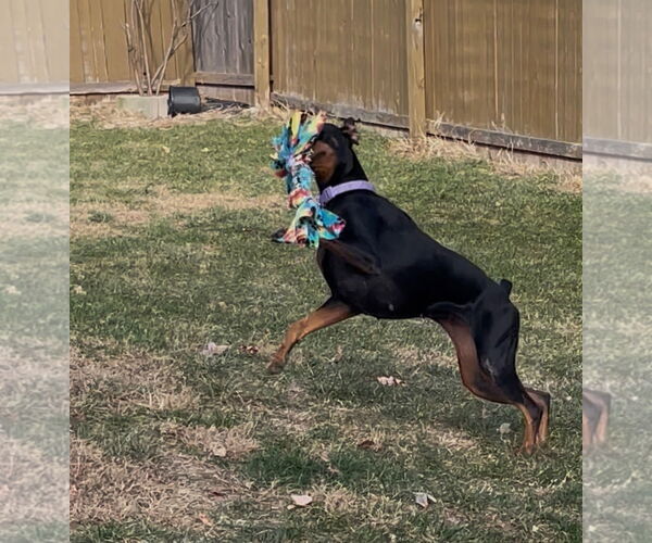 Medium Photo #4 Doberman Pinscher Puppy For Sale in Minneaoplis, MN, USA