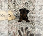 Small Photo #12 Yorkshire Terrier Puppy For Sale in BARNETT, MO, USA