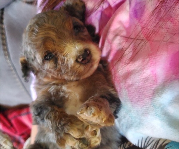 Medium Photo #20 Bernedoodle (Miniature) Puppy For Sale in LEETONIA, OH, USA