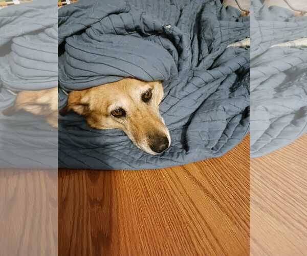 Medium Photo #5 Mutt Puppy For Sale in Fort Collins, CO, USA