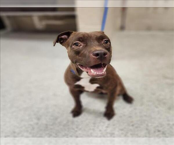 Medium Photo #1 American Pit Bull Terrier-Unknown Mix Puppy For Sale in Conroe, TX, USA