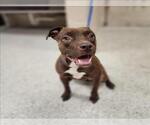 Small American Pit Bull Terrier Mix