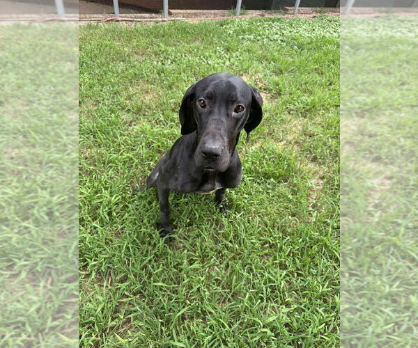 Medium Photo #2 Great Dane Puppy For Sale in Bullard, TX, USA