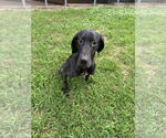 Small #1 Great Dane