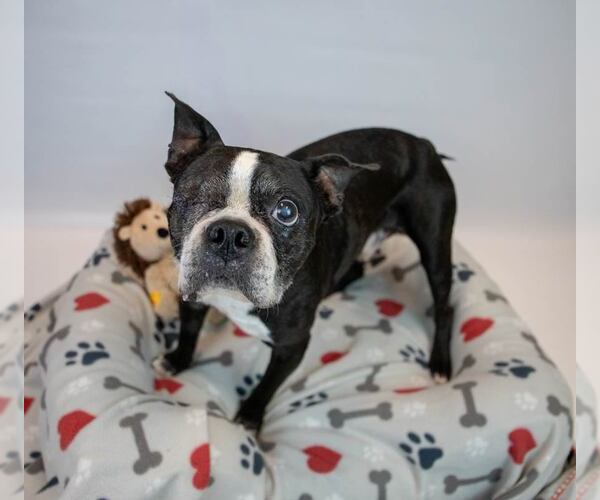 Medium Photo #3 Boston Terrier Puppy For Sale in Kennesaw, GA, USA