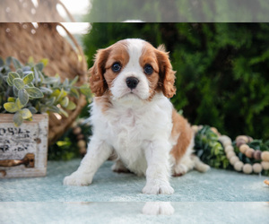 Medium Cavalier King Charles Spaniel