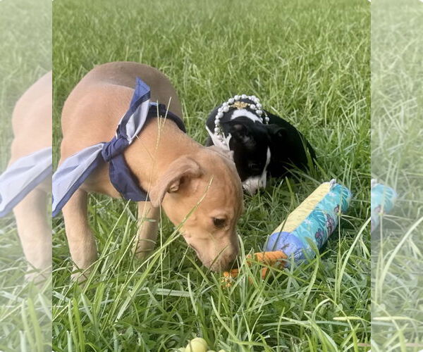 Medium Photo #6 American Pit Bull Terrier-Unknown Mix Puppy For Sale in Oakhurst, NJ, USA