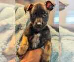 Small German Malinois