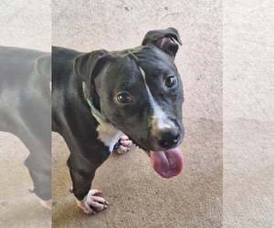Wyatt - Male Mutt Dog for Adoption - Photo #3