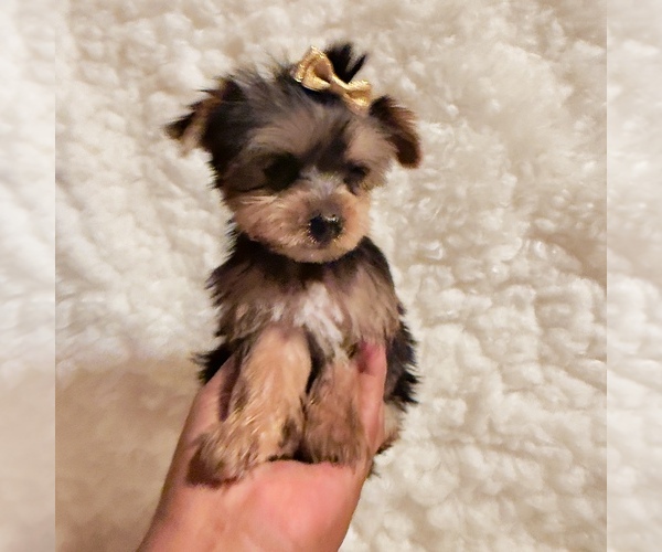Medium Photo #6 Yorkshire Terrier Puppy For Sale in REDLANDS, CA, USA