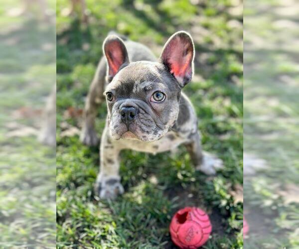 Medium Photo #1 French Bulldog Puppy For Sale in SACRAMENTO, CA, USA