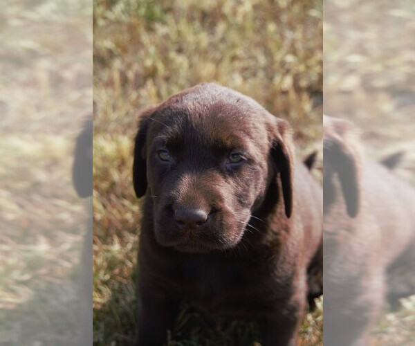 Medium Photo #2 Labrador Retriever Puppy For Sale in SOUTH WAYNE, WI, USA