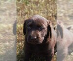 Puppy Polly Labrador Retriever