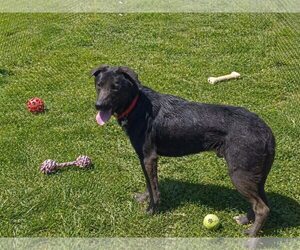 Ernie - Male Labrador Retriever-Unknown Mix Dog for Adoption - Photo #4