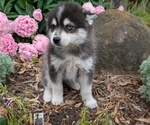 Small Photo #4 Pomsky Puppy For Sale in GOSHEN, IN, USA